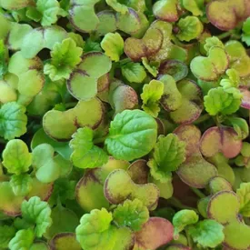 Микрозелень камацуны XXL